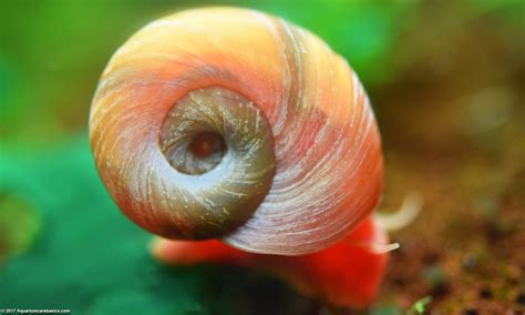 snawl|Snail .